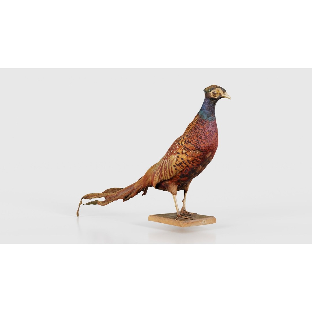 Pheasant 3D Model – Low Poly Game Asset, FBX, Blender, PBR - View 17