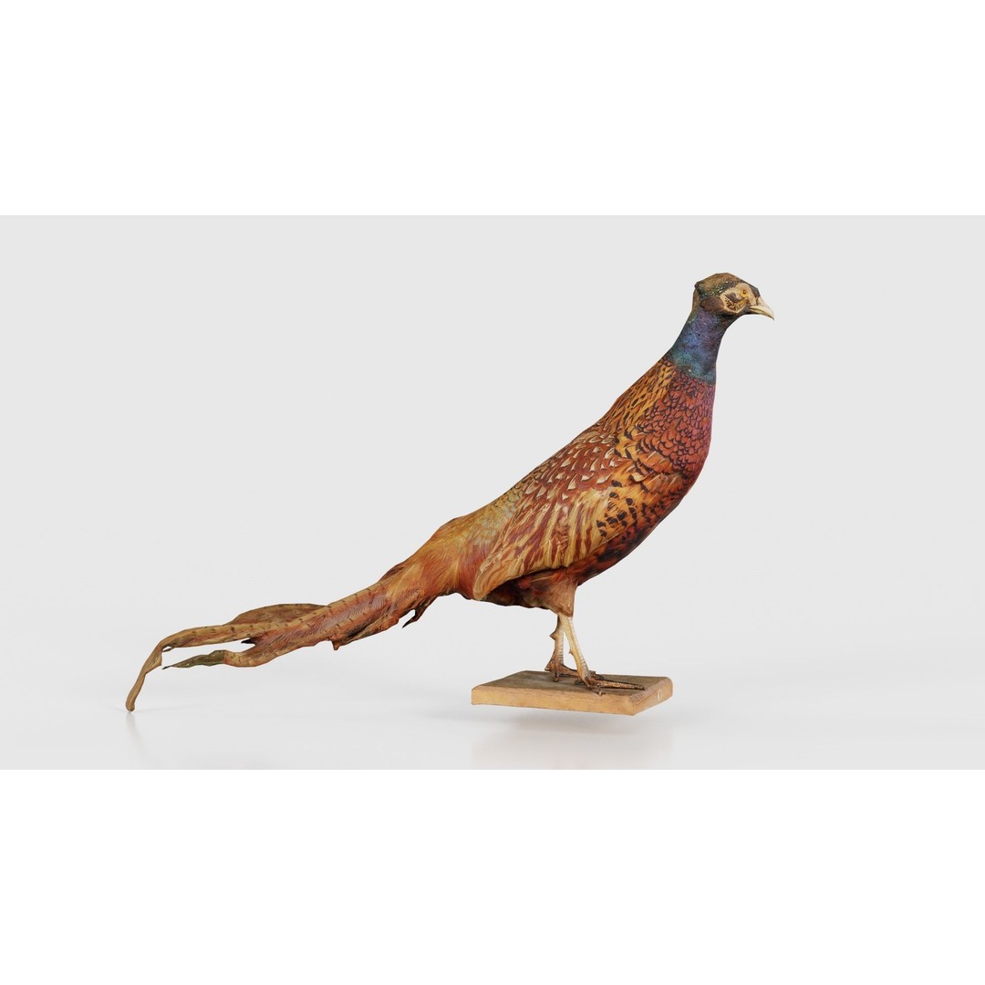 Pheasant 3D Model – Low Poly Game Asset, FBX, Blender, PBR - View 18