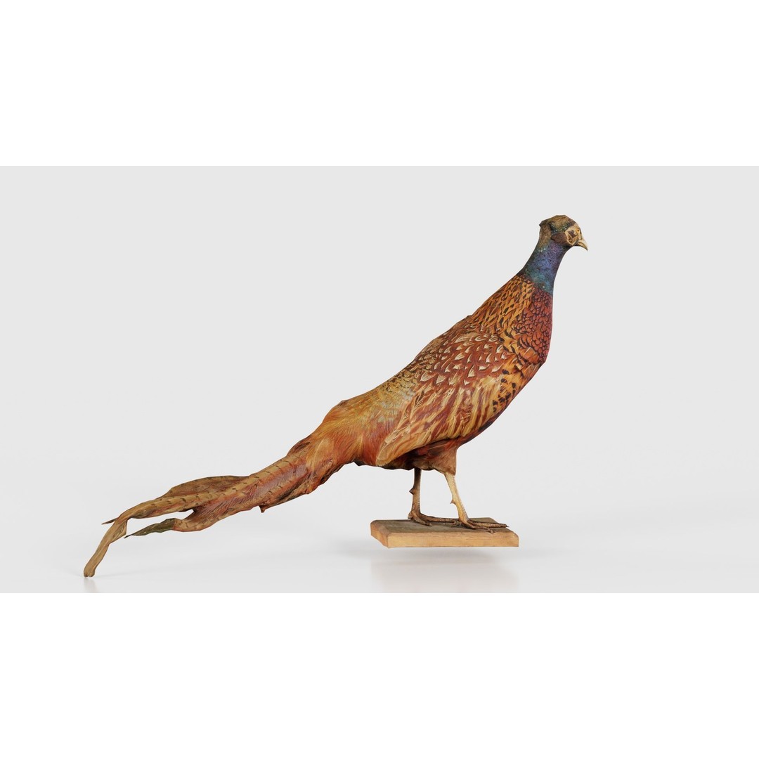Pheasant 3D Model – Low Poly Game Asset, FBX, Blender, PBR - View 19