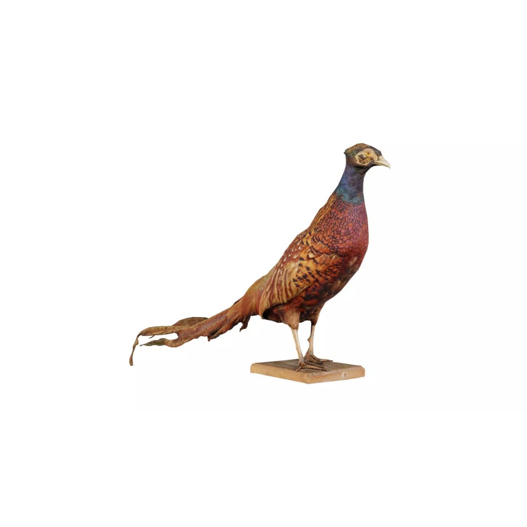 Pheasant 3D Model – Low Poly Game Asset, FBX, Blender, PBR - View 2