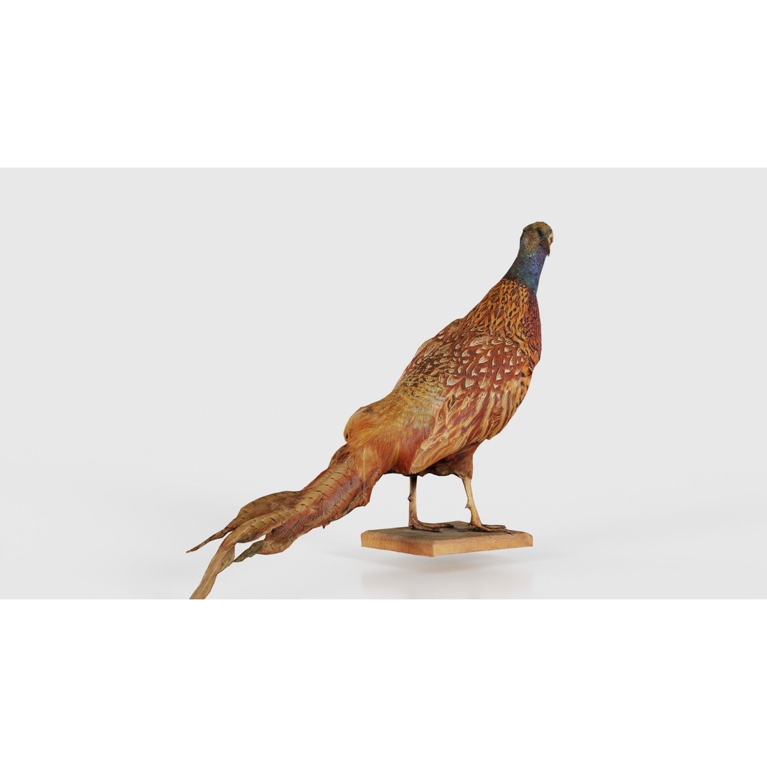 Pheasant 3D Model – Low Poly Game Asset, FBX, Blender, PBR - View 20