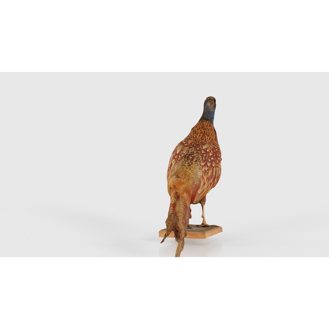 Pheasant 3D Model – Low Poly Game Asset, FBX, Blender, PBR - View 21