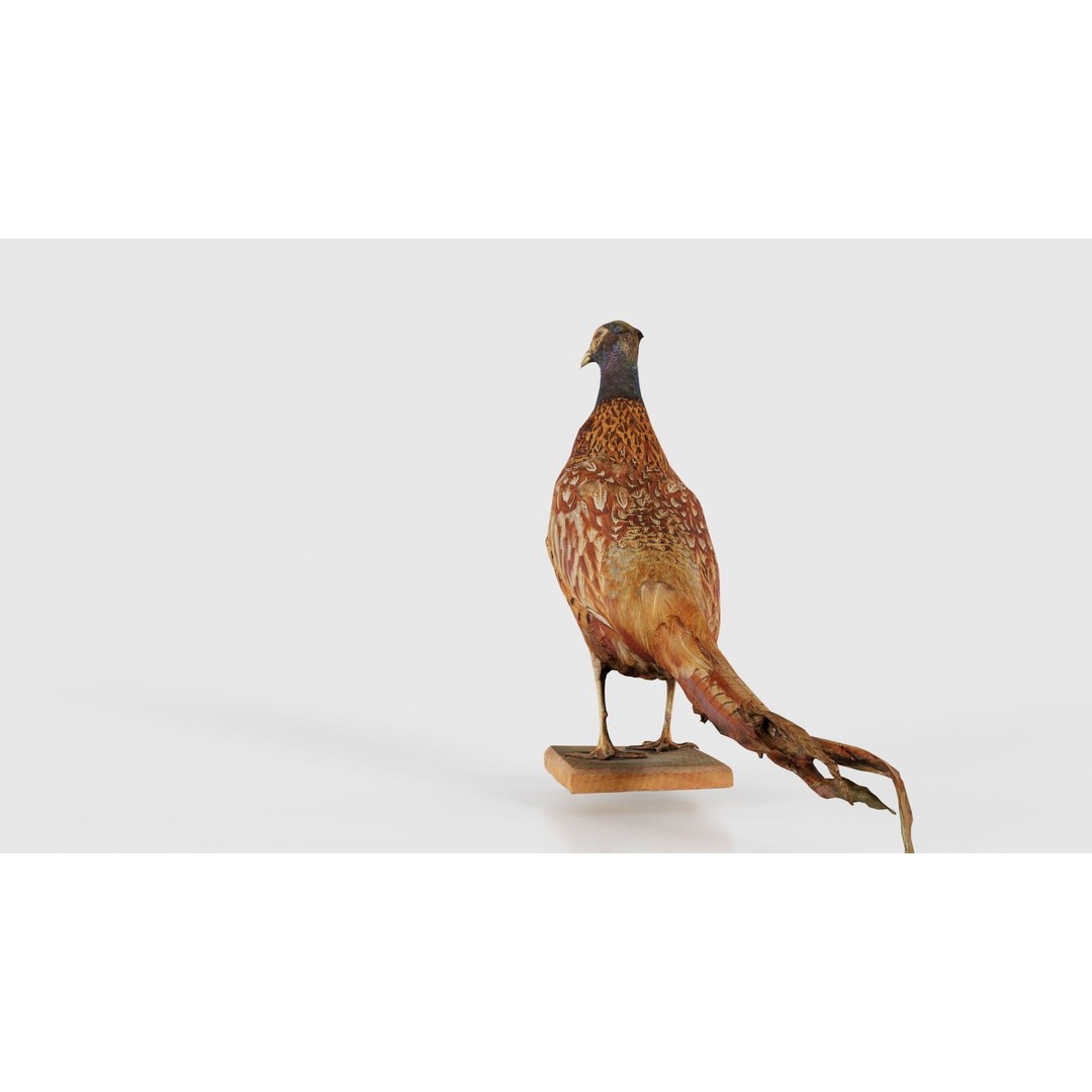 Pheasant 3D Model – Low Poly Game Asset, FBX, Blender, PBR - View 22