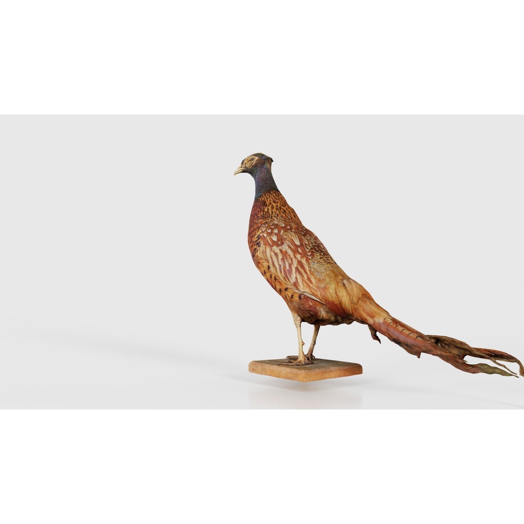 Pheasant 3D Model – Low Poly Game Asset, FBX, Blender, PBR - View 23