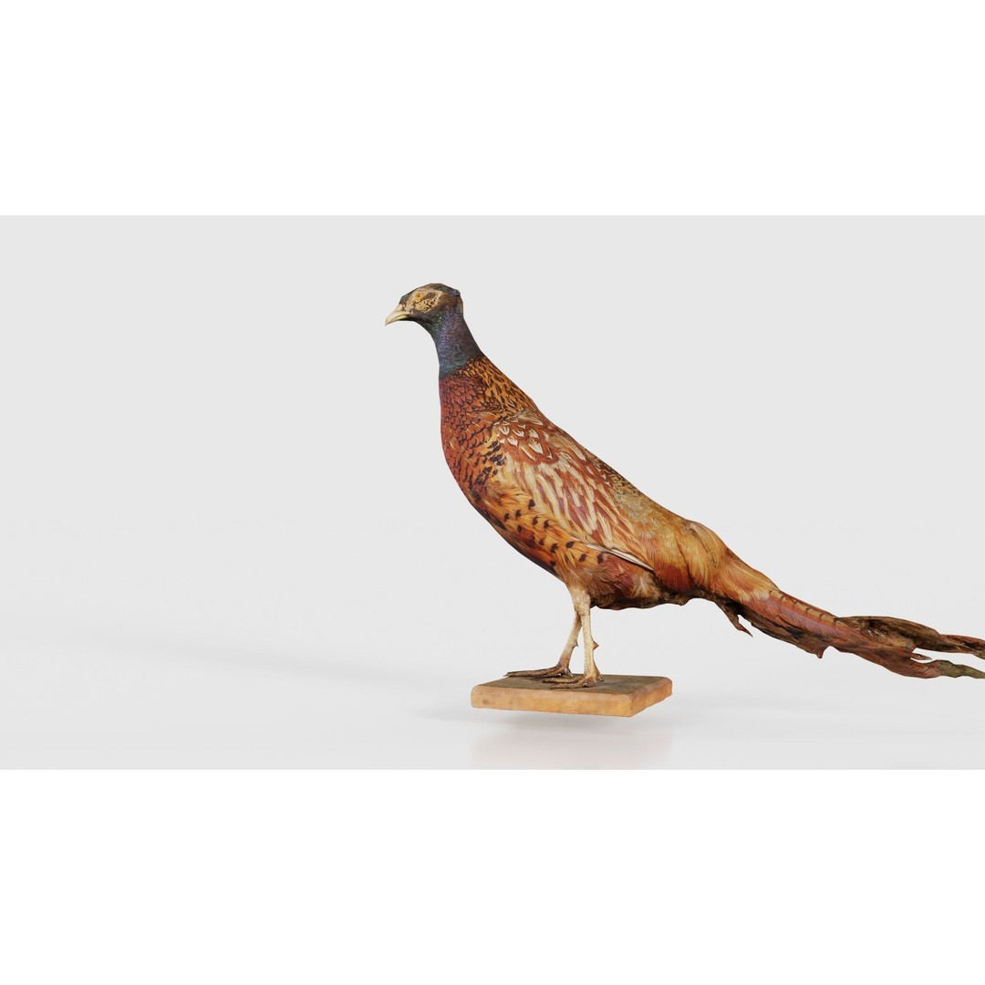 Pheasant 3D Model – Low Poly Game Asset, FBX, Blender, PBR - View 24
