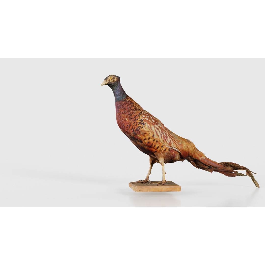 Pheasant 3D Model – Low Poly Game Asset, FBX, Blender, PBR - View 25