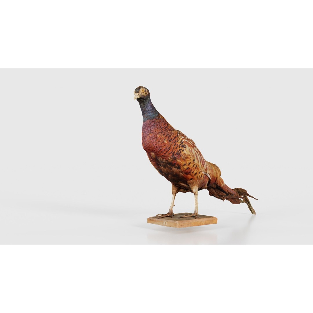 Pheasant 3D Model – Low Poly Game Asset, FBX, Blender, PBR - View 26