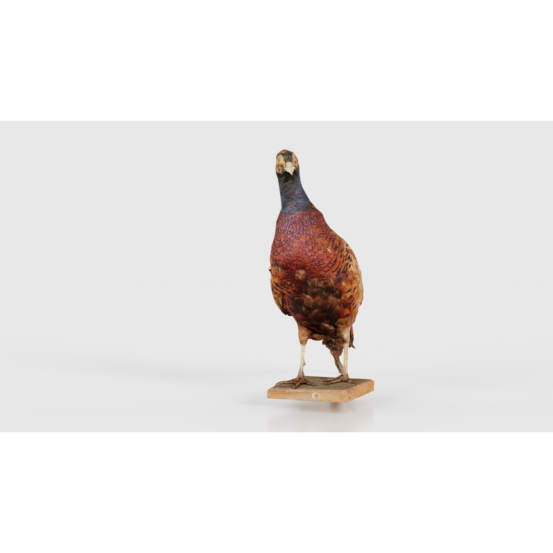 Pheasant 3D Model – Low Poly Game Asset, FBX, Blender, PBR - View 27
