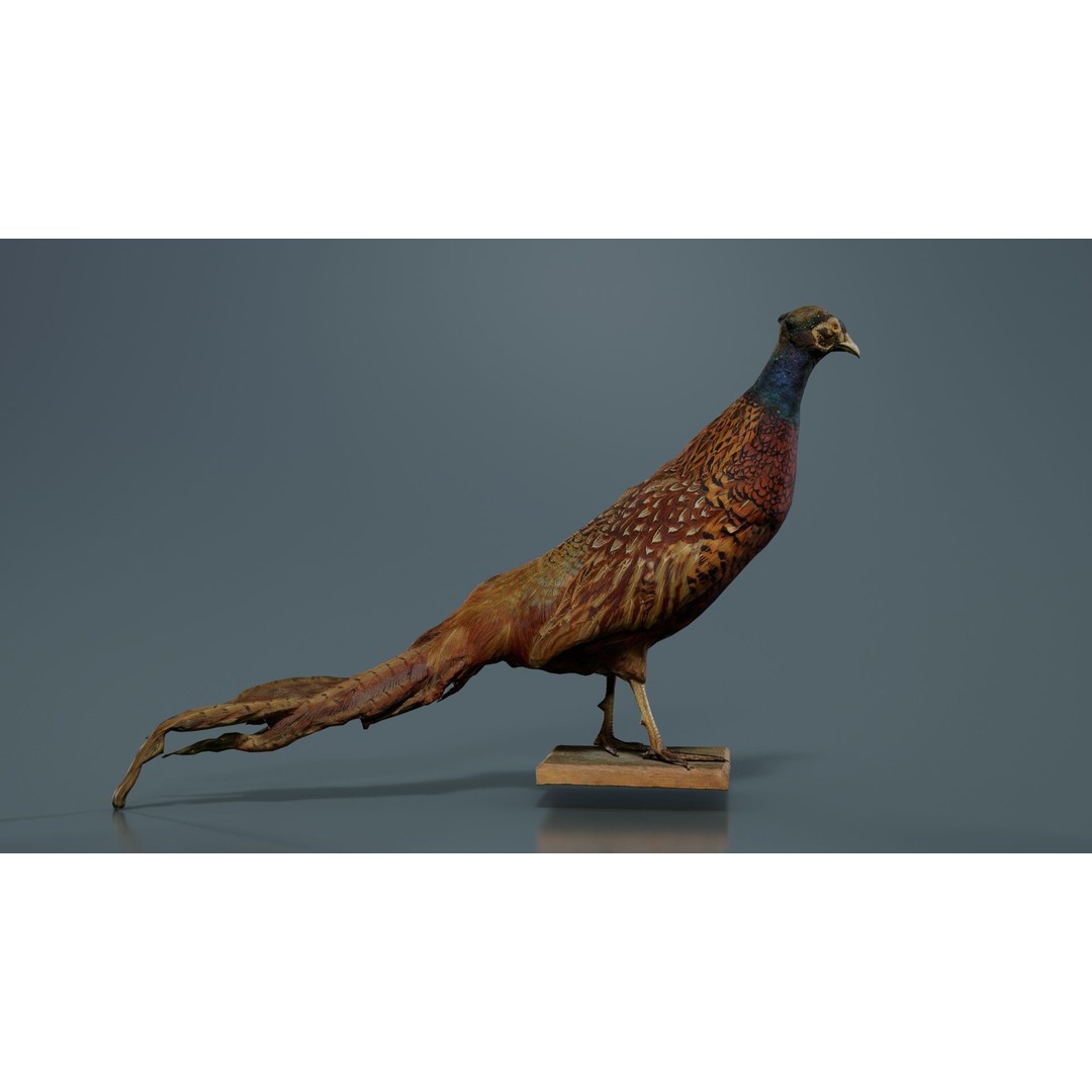 Pheasant 3D Model – Low Poly Game Asset, FBX, Blender, PBR - View 3