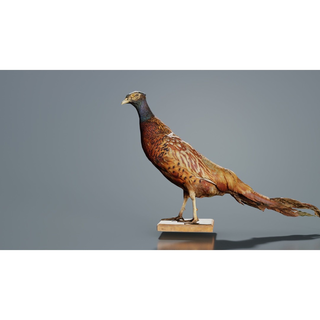 Pheasant 3D Model – Low Poly Game Asset, FBX, Blender, PBR - View 4
