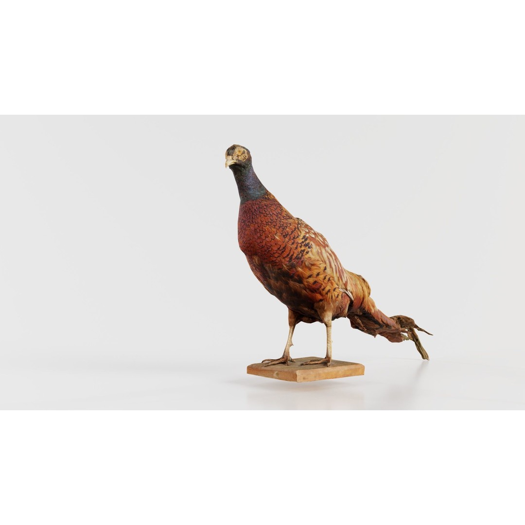 Pheasant 3D Model – Low Poly Game Asset, FBX, Blender, PBR - View 5