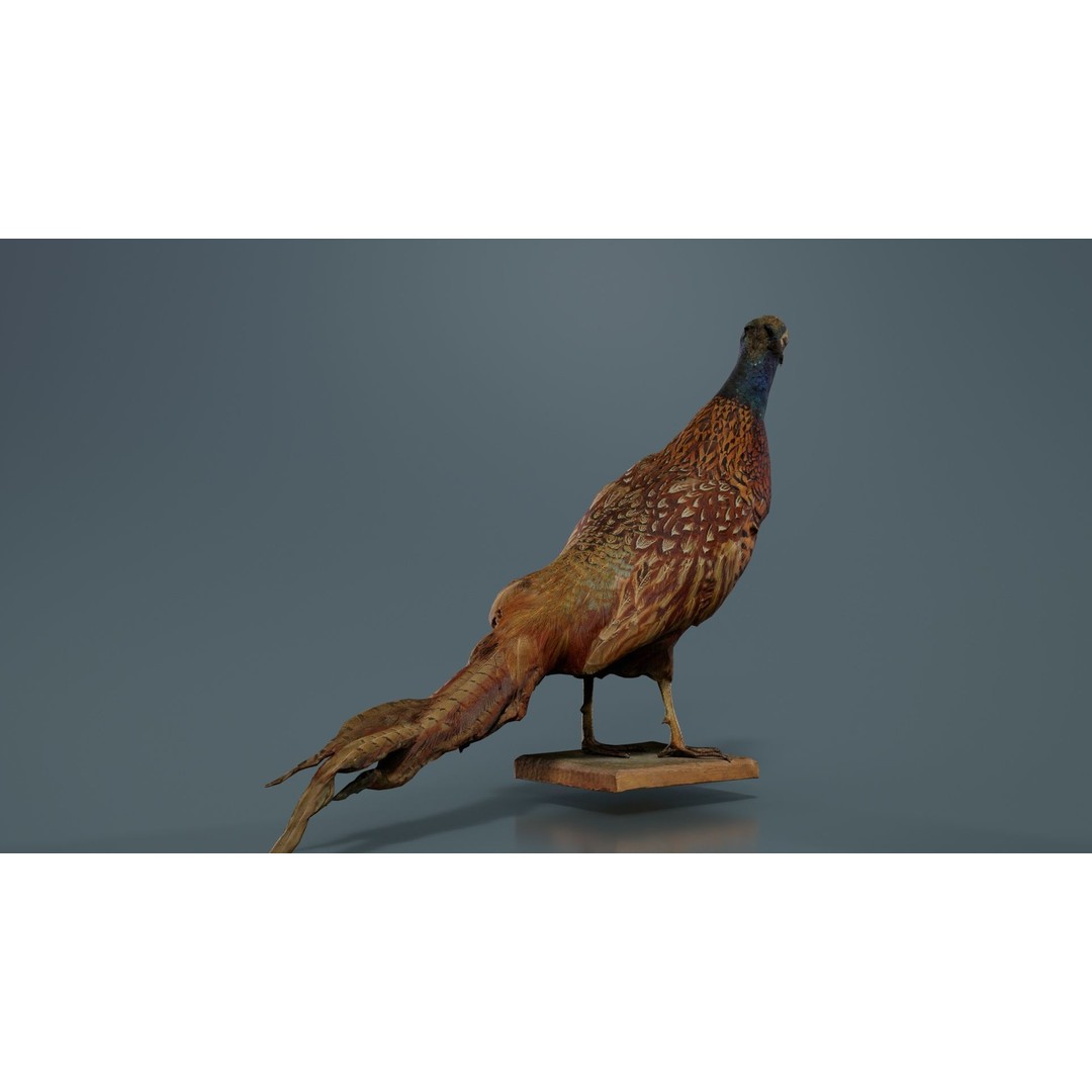 Pheasant 3D Model – Low Poly Game Asset, FBX, Blender, PBR - View 6