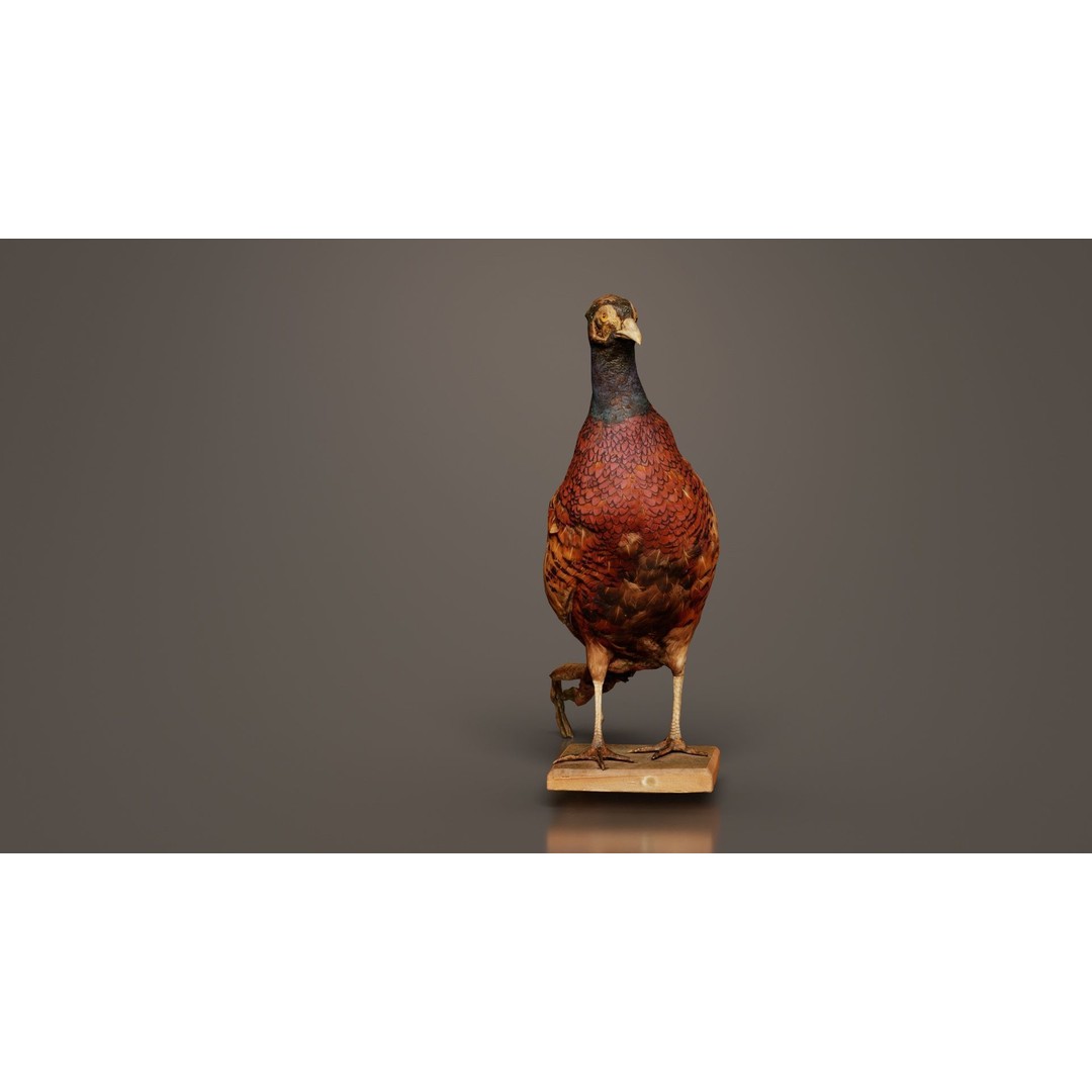 Pheasant 3D Model – Low Poly Game Asset, FBX, Blender, PBR - View 7