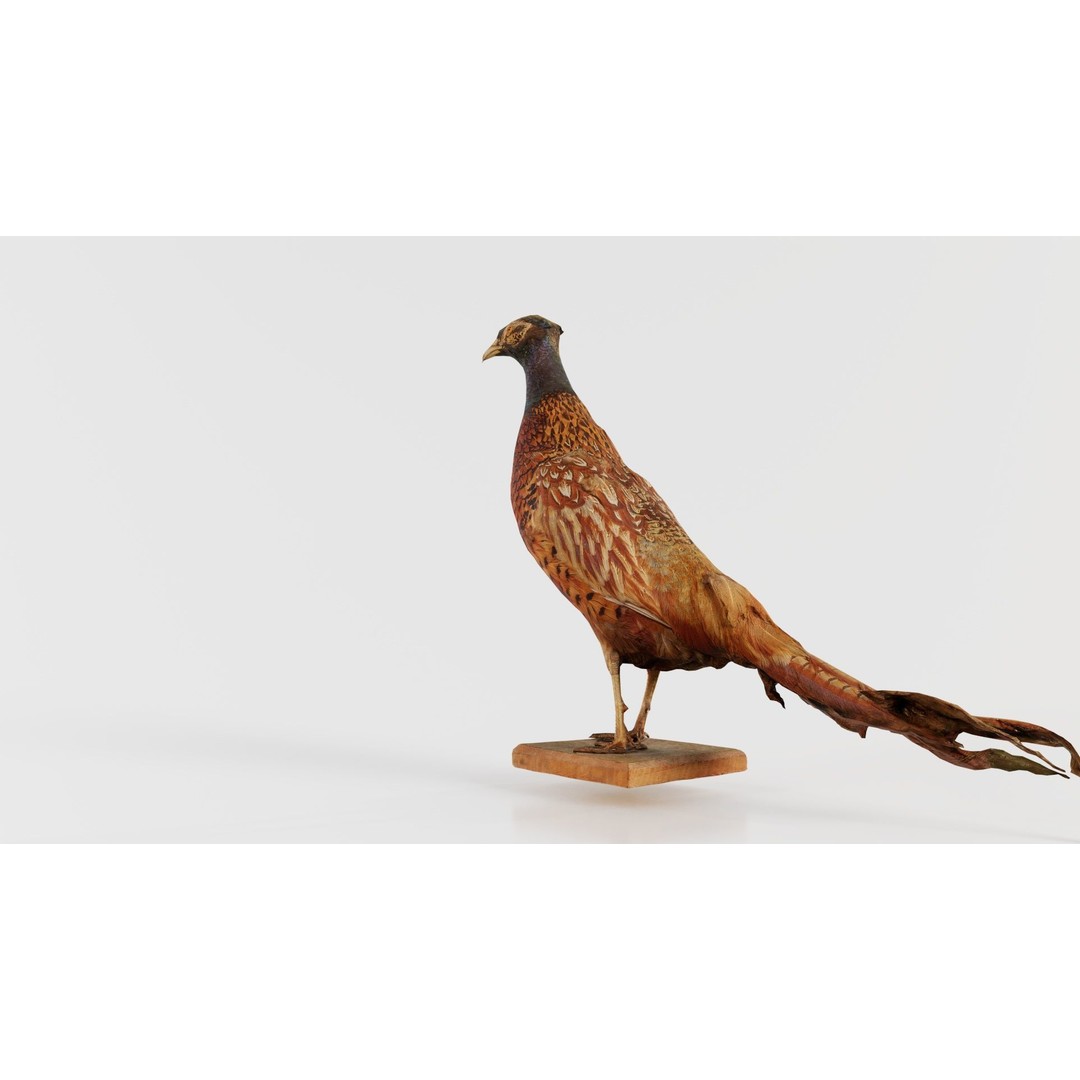 Pheasant 3D Model – Low Poly Game Asset, FBX, Blender, PBR - View 8