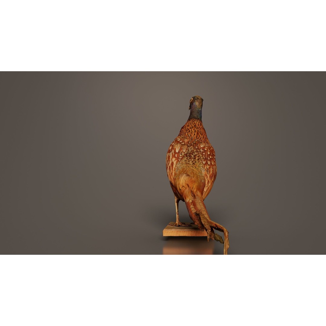 Pheasant 3D Model – Low Poly Game Asset, FBX, Blender, PBR - View 9