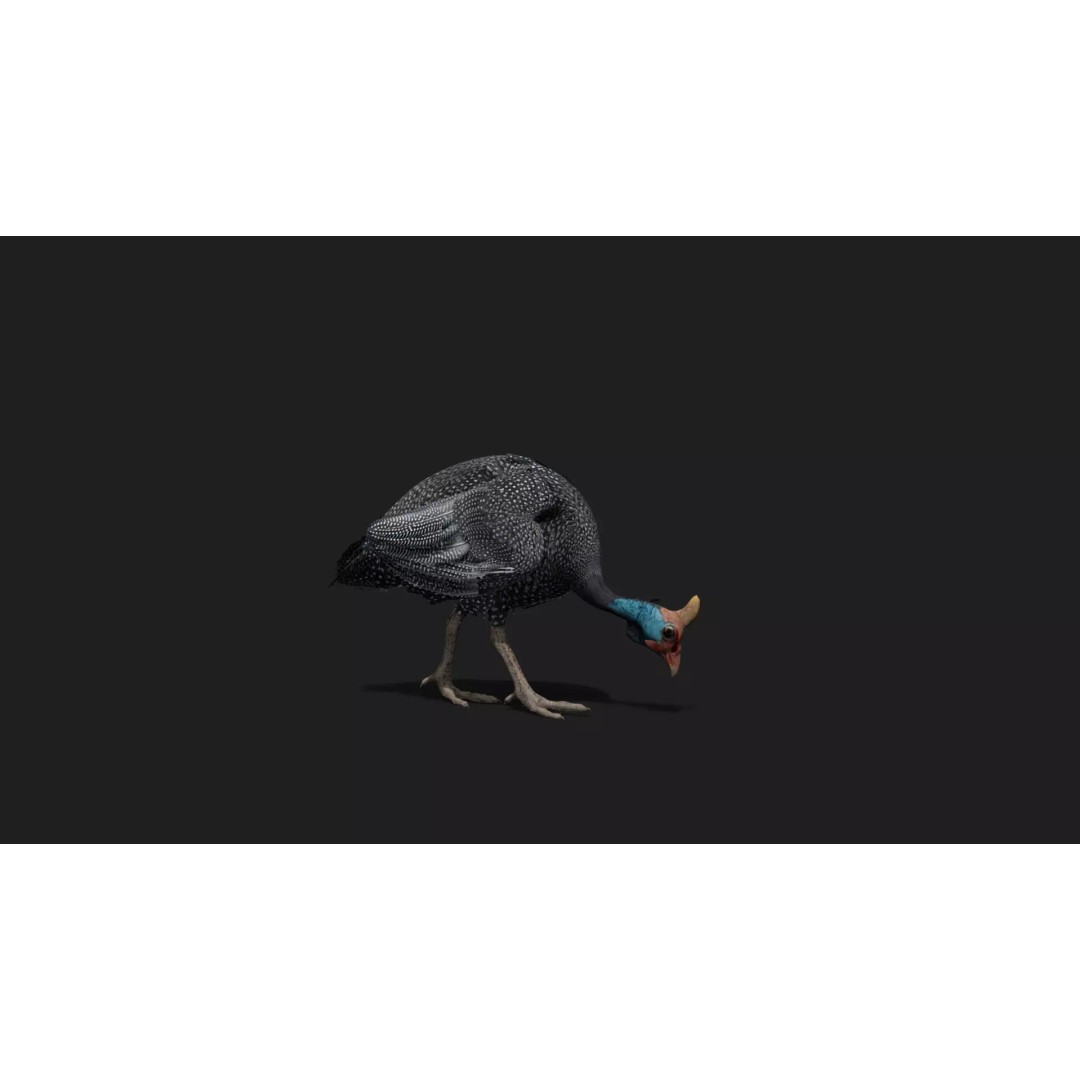 Realistic Guinea Fowl 3D Model – Low Poly Animated Asset, FBX, Blender - View 2