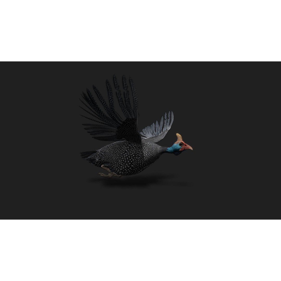 Realistic Guinea Fowl 3D Model – Low Poly Animated Asset, FBX, Blender - View 3