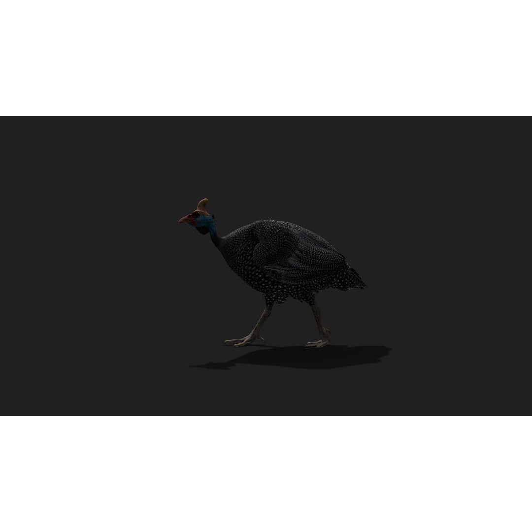 Realistic Guinea Fowl 3D Model – Low Poly Animated Asset, FBX, Blender - View 4