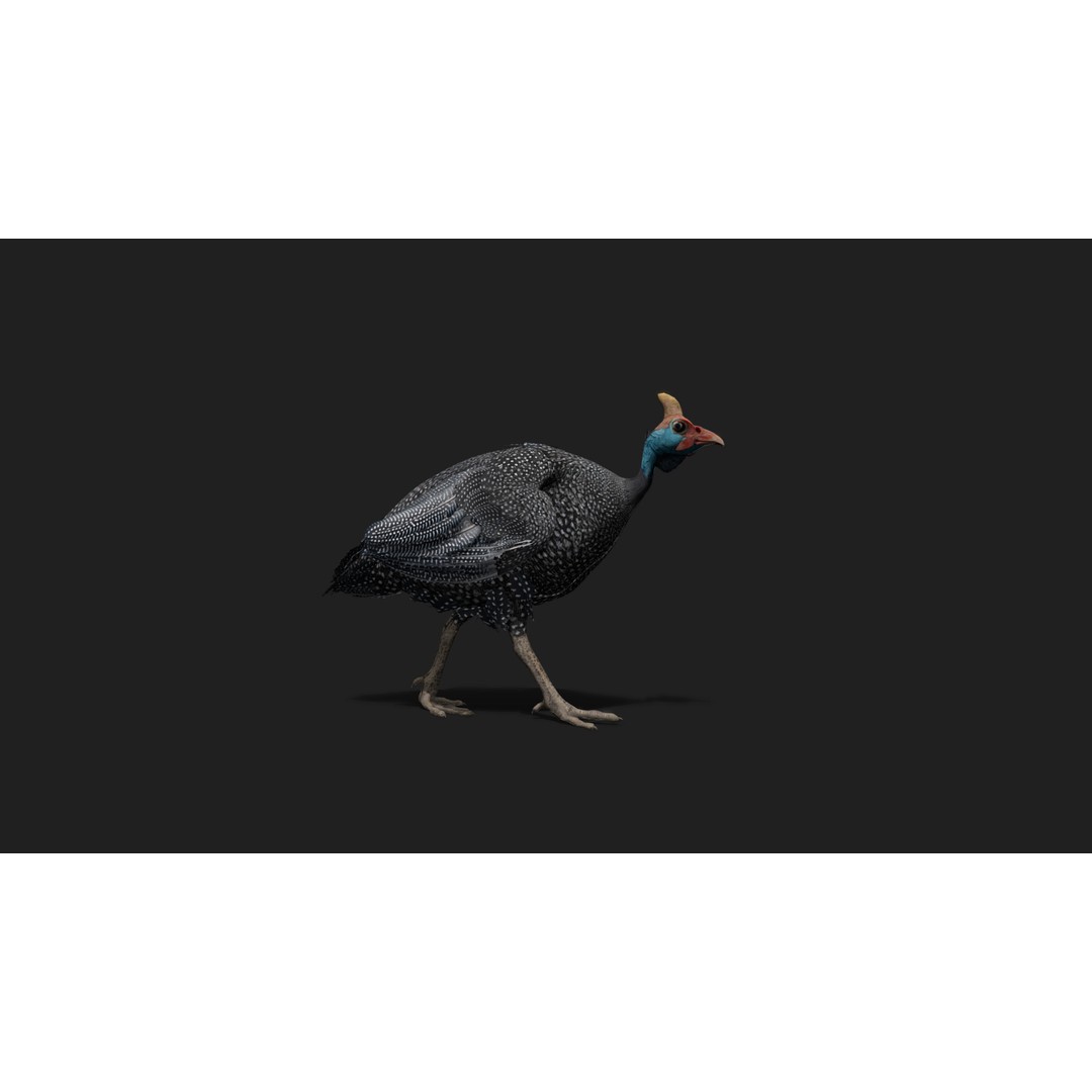 Realistic Guinea Fowl 3D Model – Low Poly Animated Asset, FBX, Blender - View 5