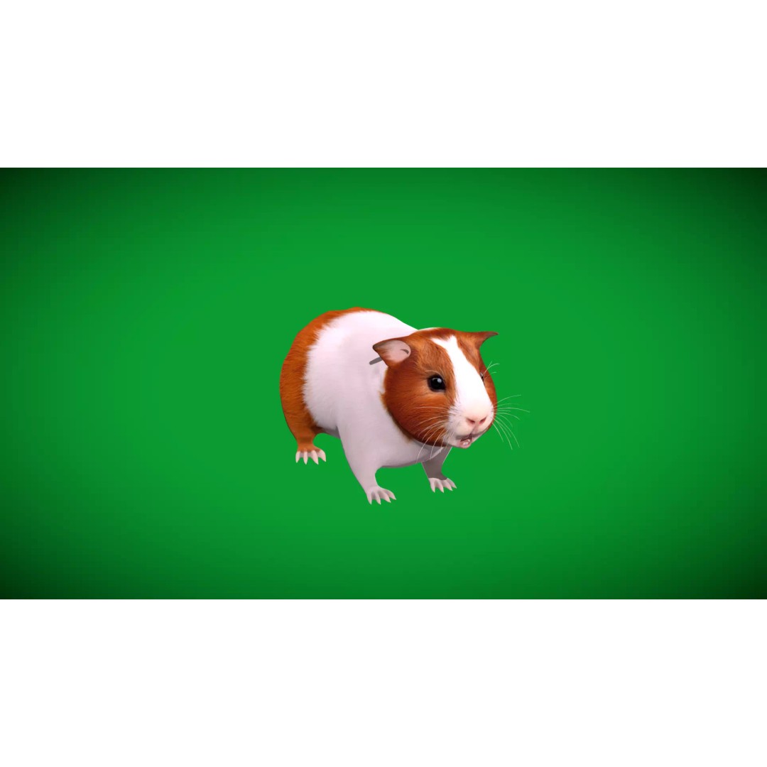 American Guinea Pig 3D Model – Low Poly Rigged Animal with Animations