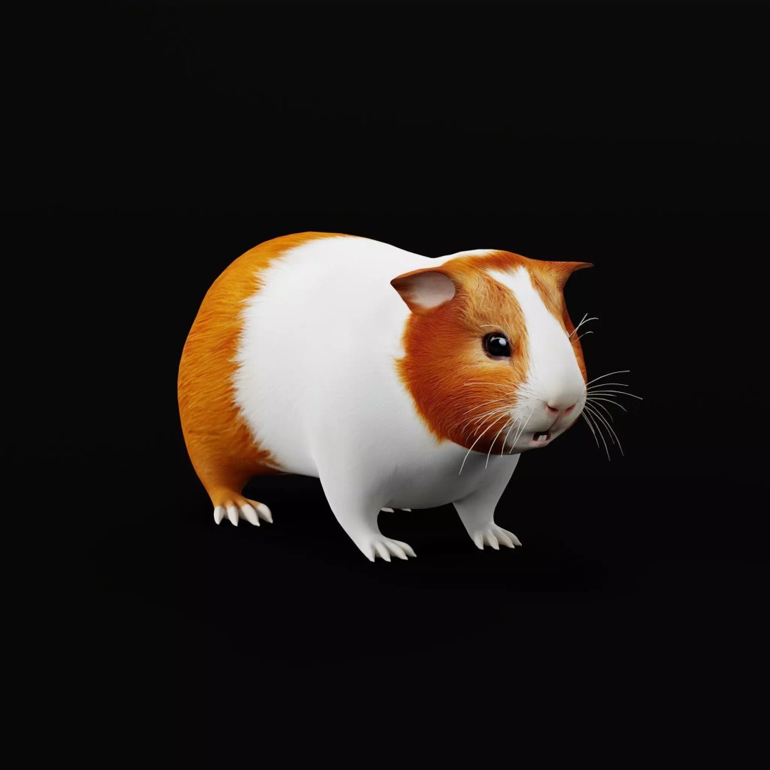 American Guinea Pig 3D Model – Low Poly Rigged Animal with Animations - View 10