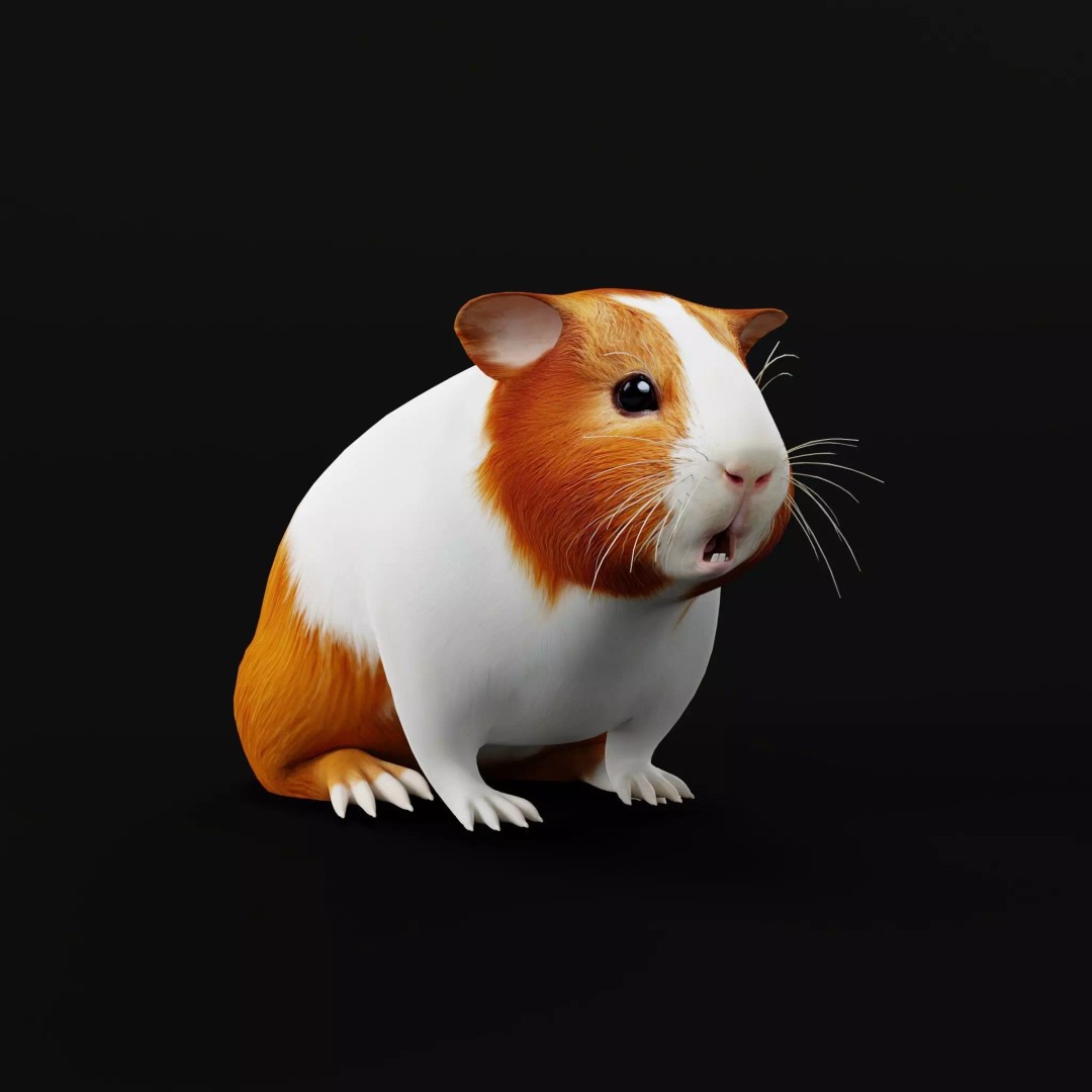 American Guinea Pig 3D Model – Low Poly Rigged Animal with Animations - View 12