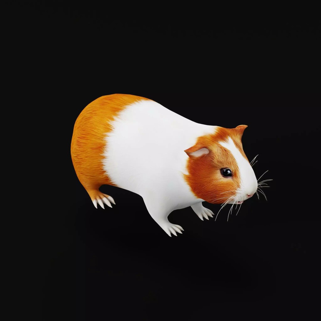 American Guinea Pig 3D Model – Low Poly Rigged Animal with Animations - View 13