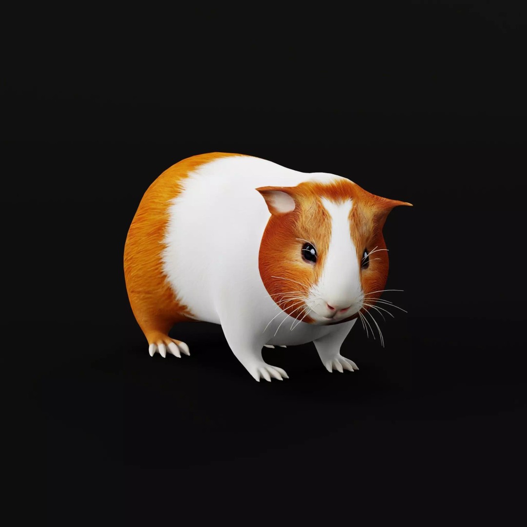 American Guinea Pig 3D Model – Low Poly Rigged Animal with Animations - View 14