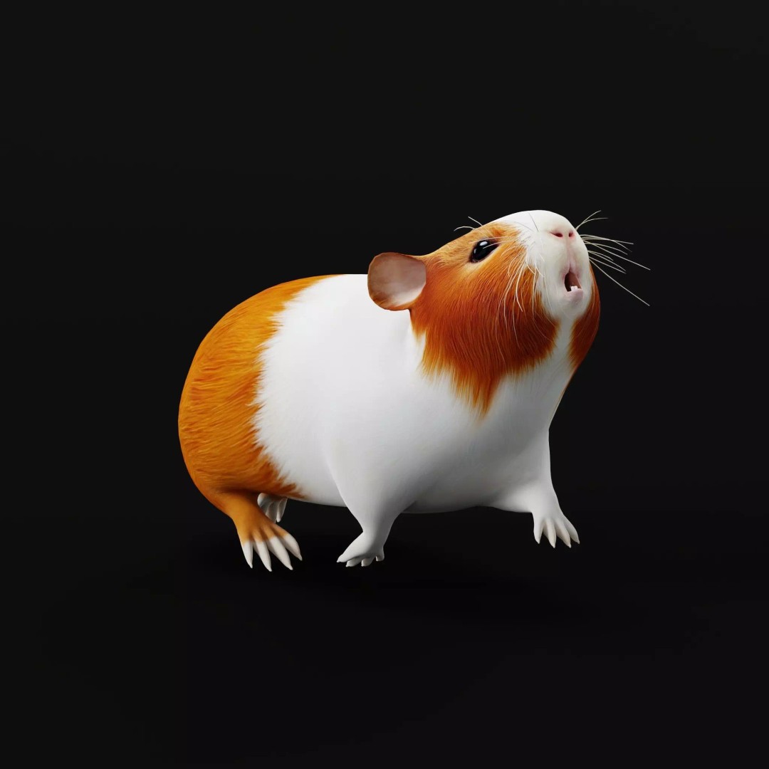 American Guinea Pig 3D Model – Low Poly Rigged Animal with Animations - View 15