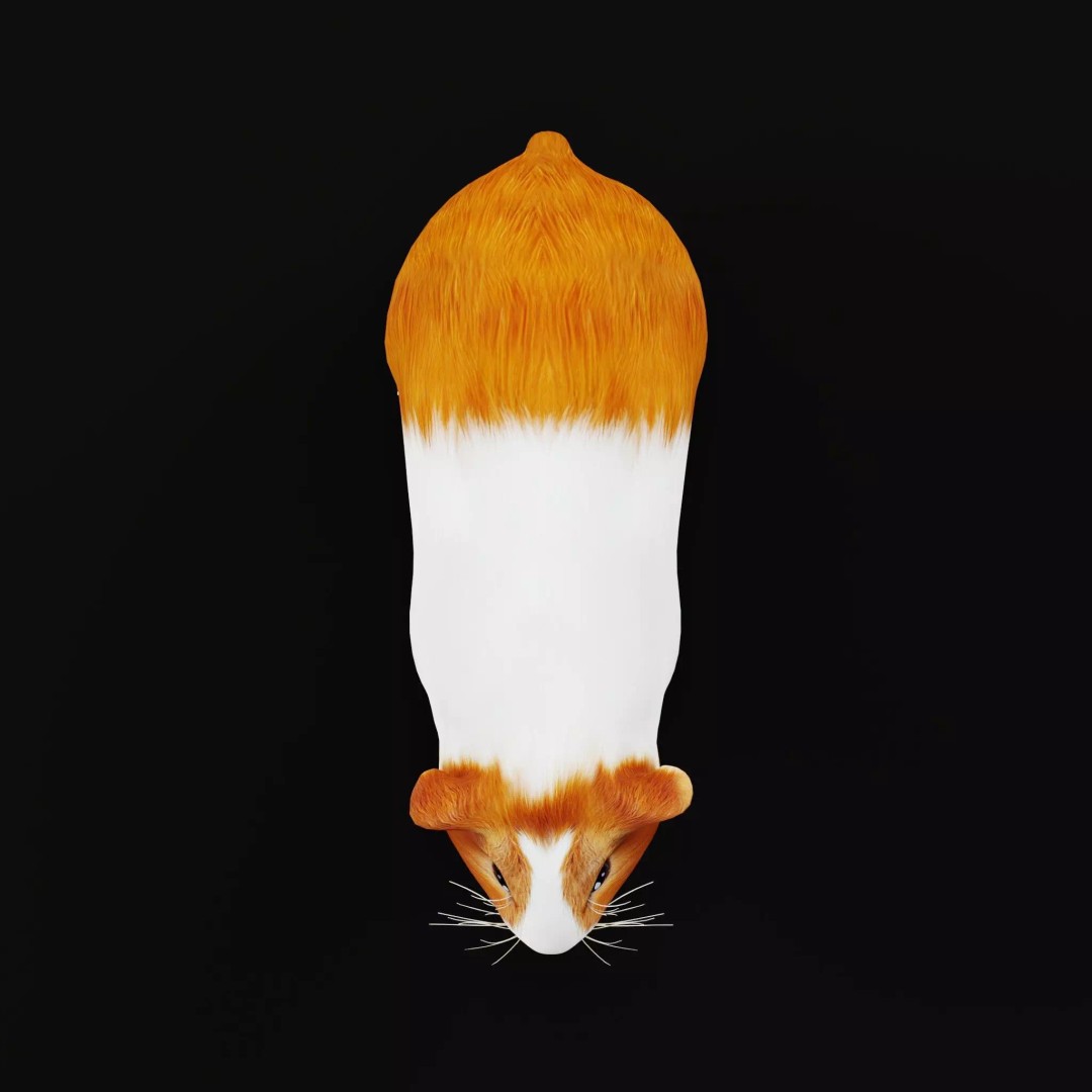 American Guinea Pig 3D Model – Low Poly Rigged Animal with Animations - View 16