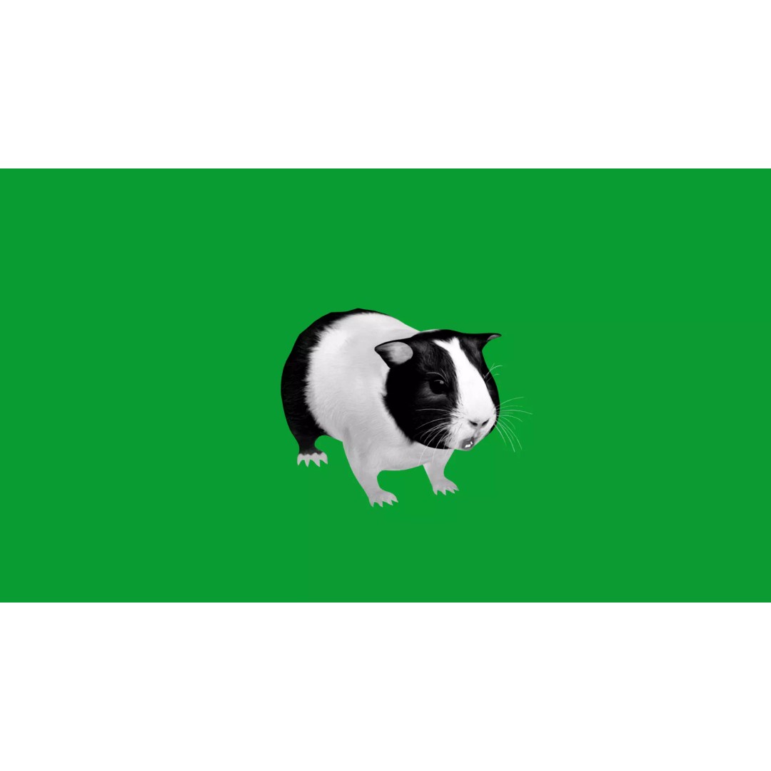 American Guinea Pig 3D Model – Low Poly Rigged Animal with Animations - View 18