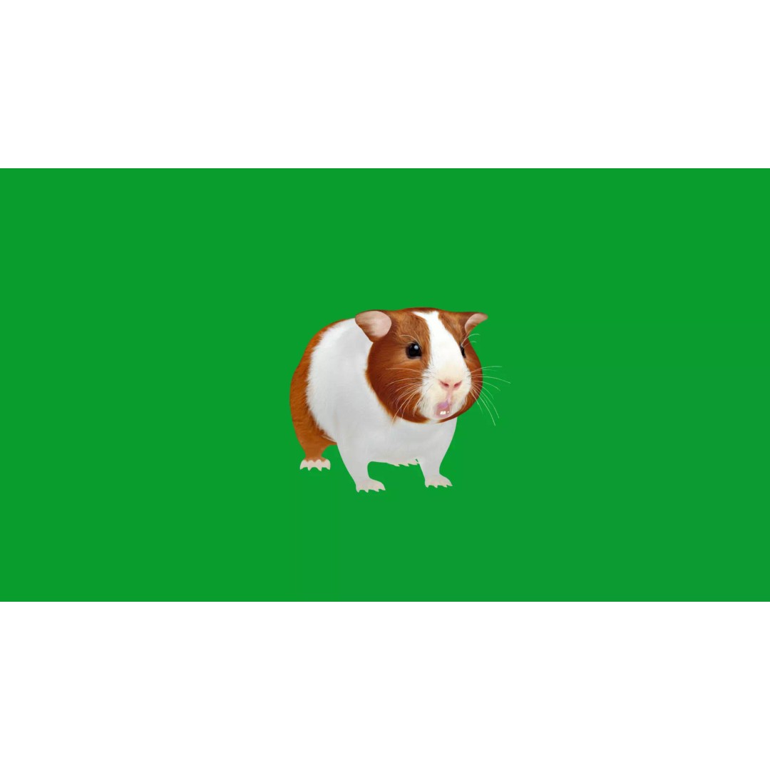 American Guinea Pig 3D Model – Low Poly Rigged Animal with Animations - View 19