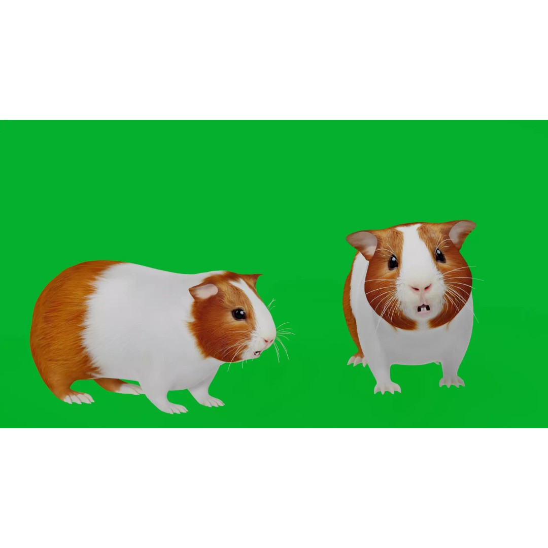 American Guinea Pig 3D Model – Low Poly Rigged Animal with Animations - View 2