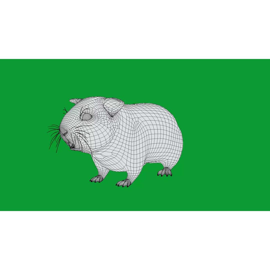 American Guinea Pig 3D Model – Low Poly Rigged Animal with Animations - View 21