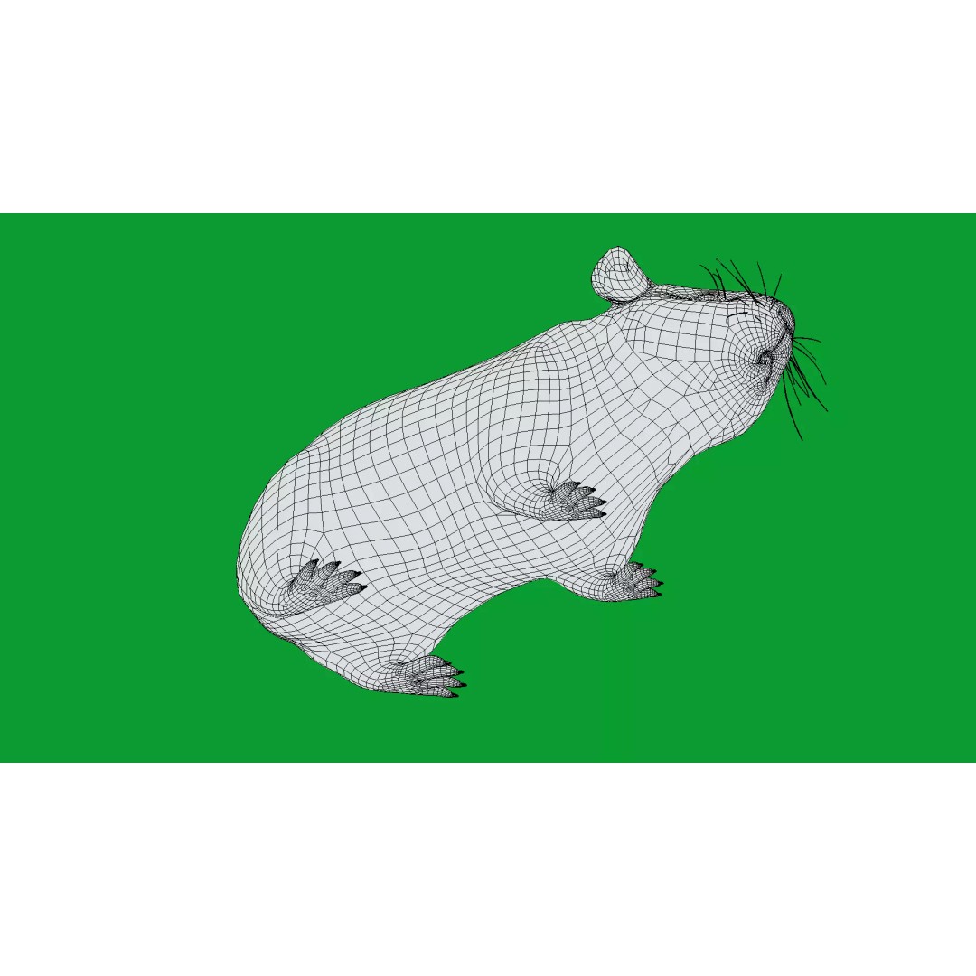 American Guinea Pig 3D Model – Low Poly Rigged Animal with Animations - View 22