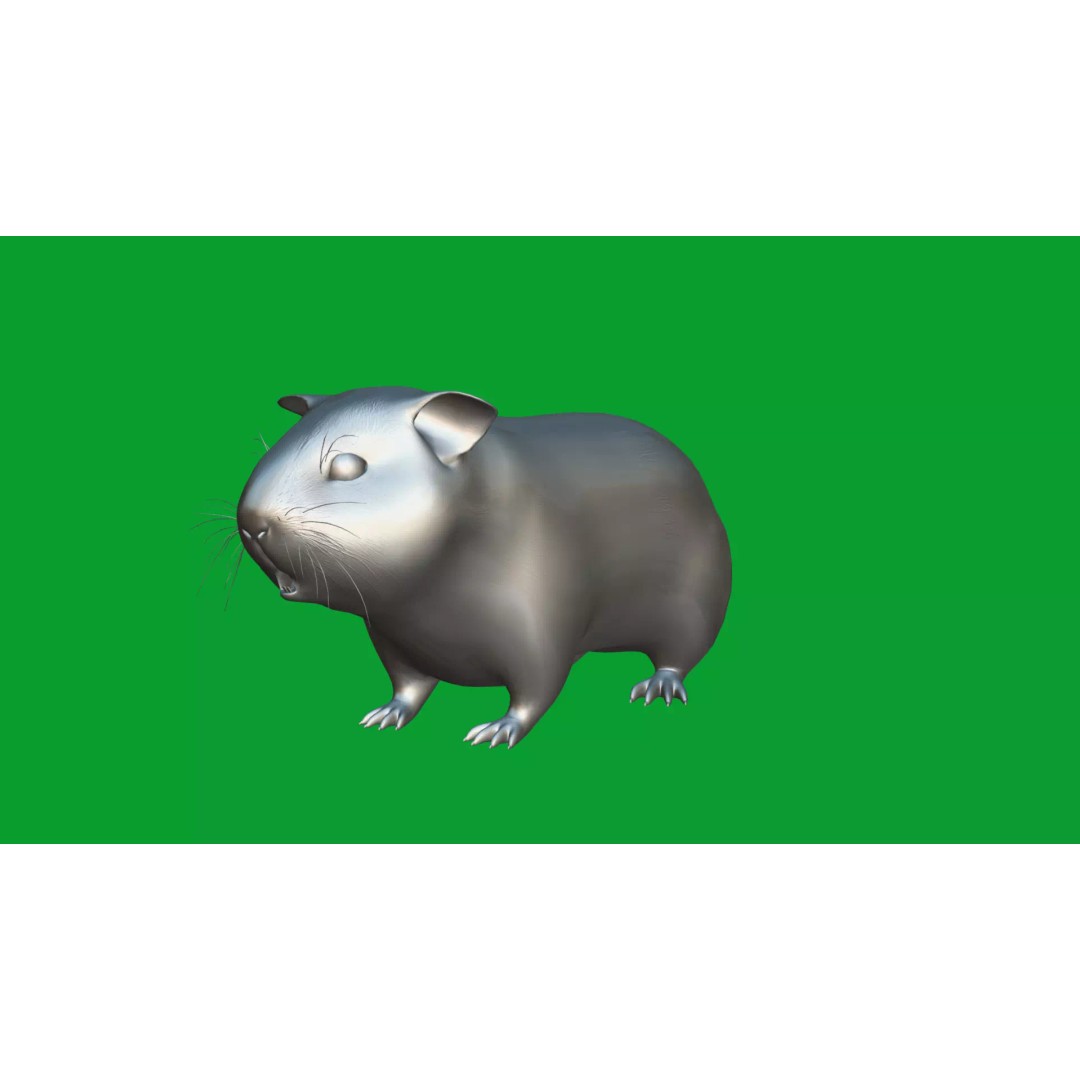 American Guinea Pig 3D Model – Low Poly Rigged Animal with Animations - View 25
