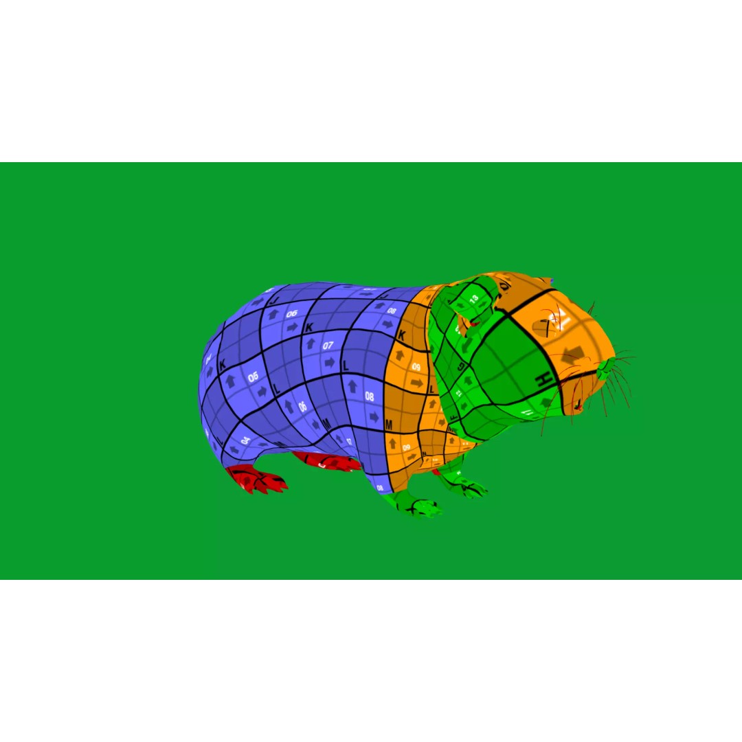 American Guinea Pig 3D Model – Low Poly Rigged Animal with Animations - View 27