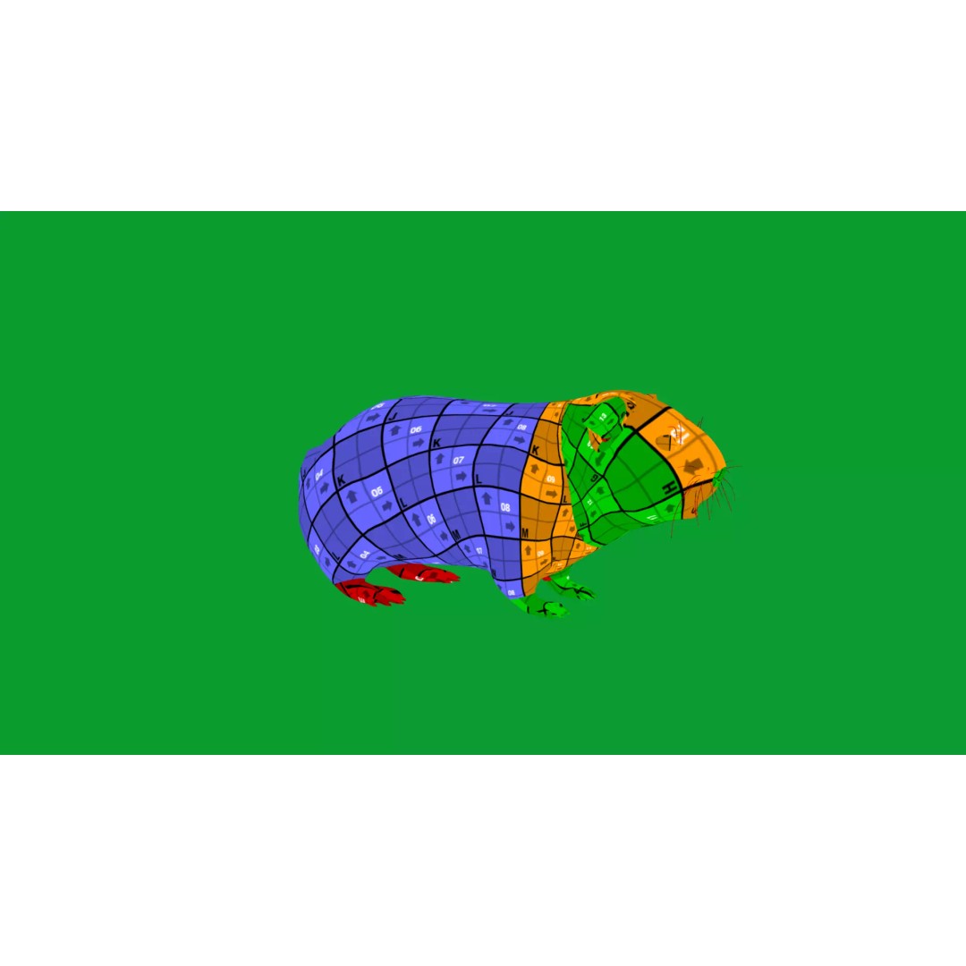 American Guinea Pig 3D Model – Low Poly Rigged Animal with Animations - View 28