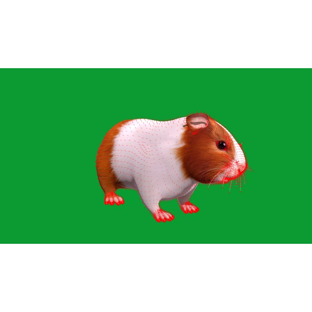 American Guinea Pig 3D Model – Low Poly Rigged Animal with Animations - View 31