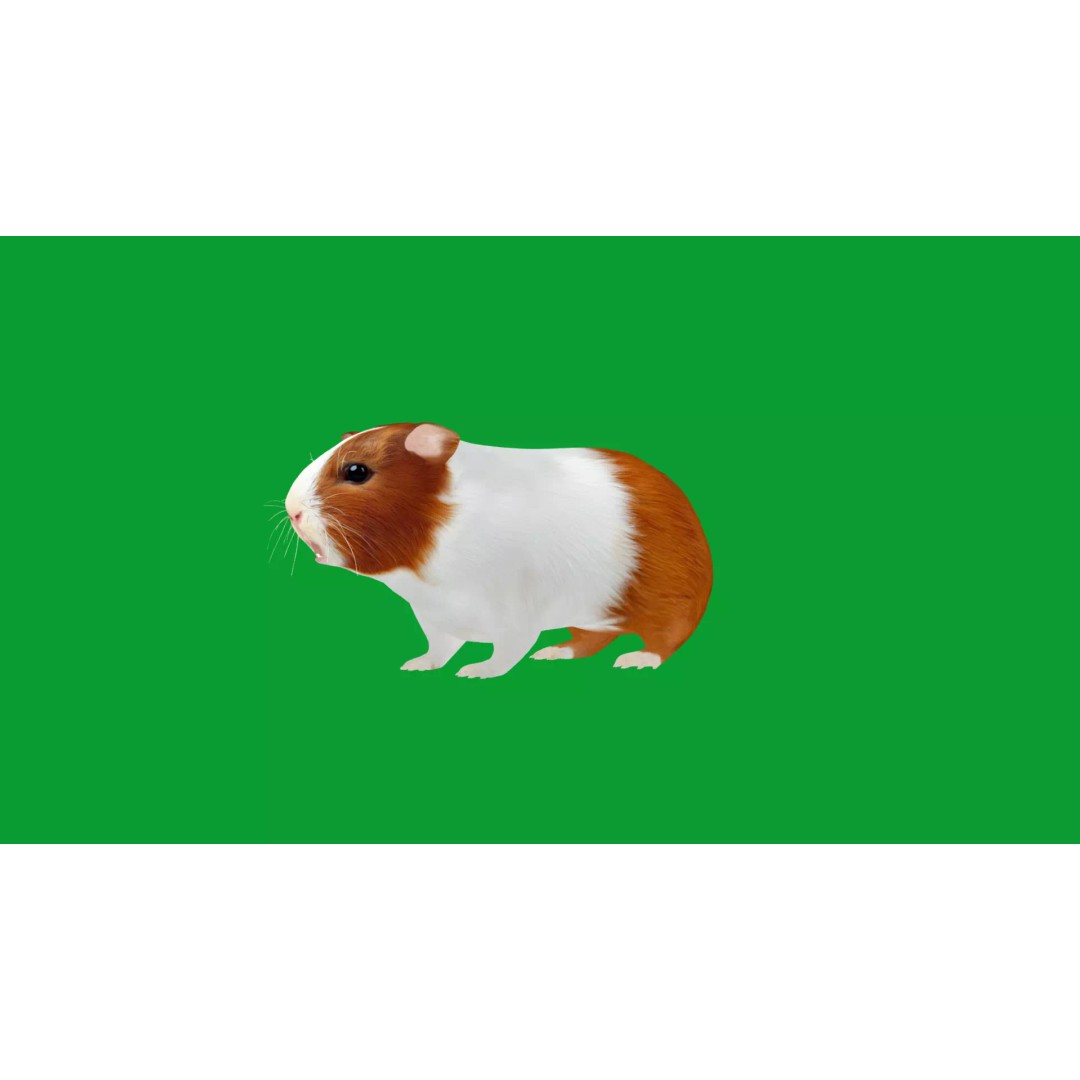 American Guinea Pig 3D Model – Low Poly Rigged Animal with Animations - View 32