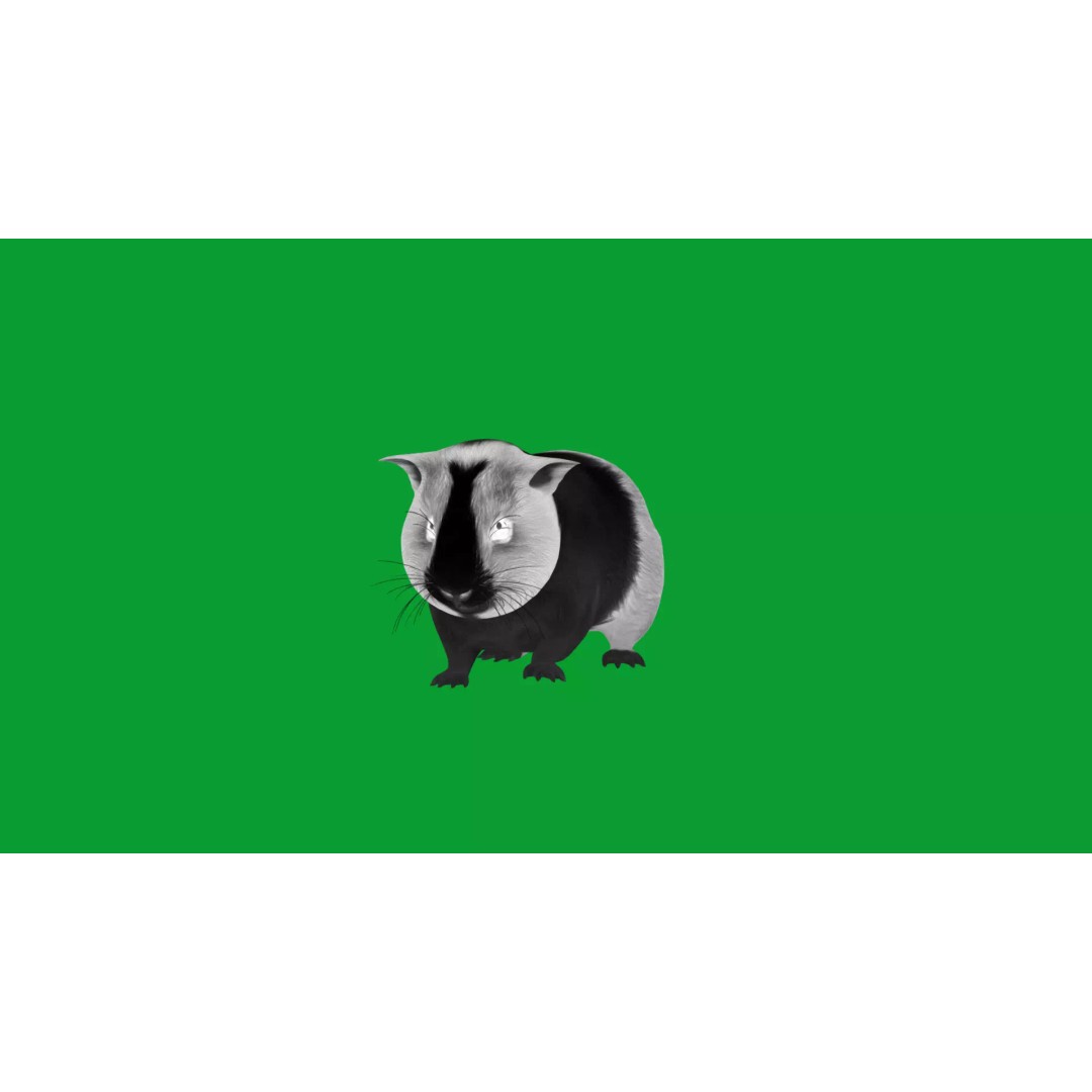 American Guinea Pig 3D Model – Low Poly Rigged Animal with Animations - View 33