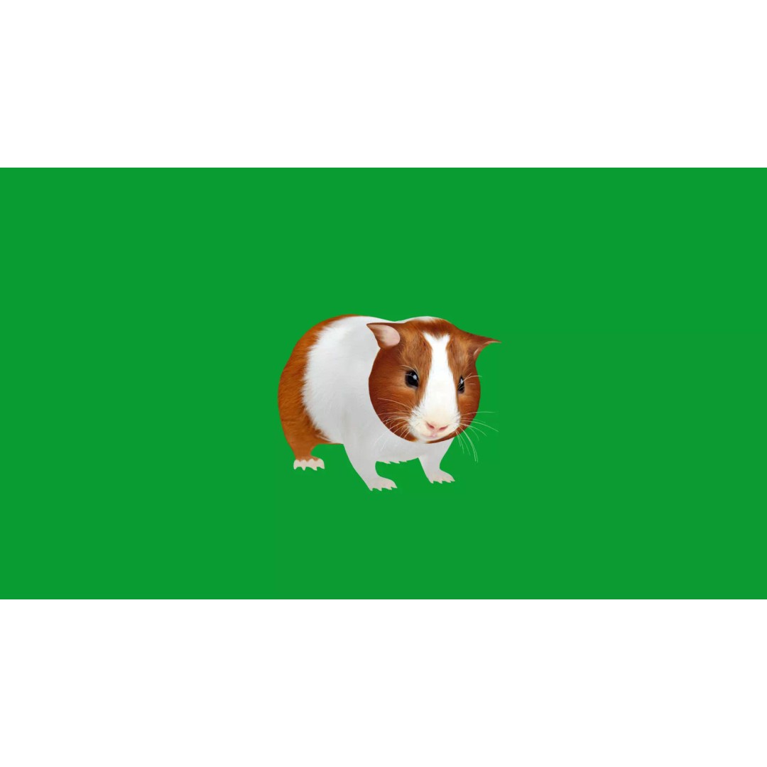American Guinea Pig 3D Model – Low Poly Rigged Animal with Animations - View 34