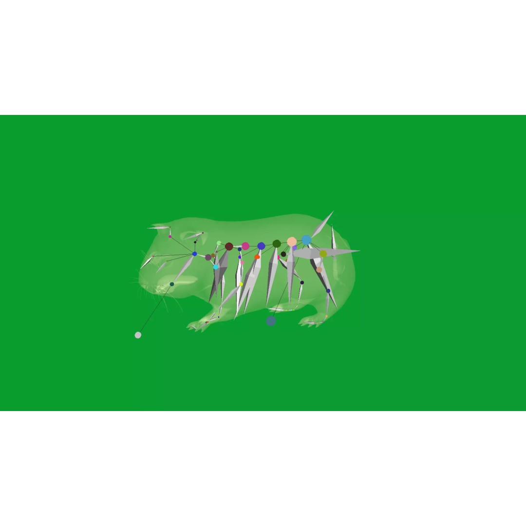 American Guinea Pig 3D Model – Low Poly Rigged Animal with Animations - View 35