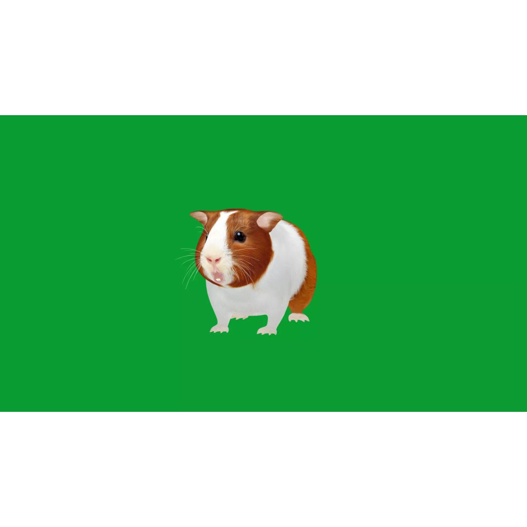 American Guinea Pig 3D Model – Low Poly Rigged Animal with Animations - View 37