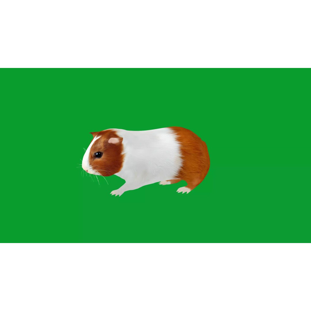 American Guinea Pig 3D Model – Low Poly Rigged Animal with Animations - View 38