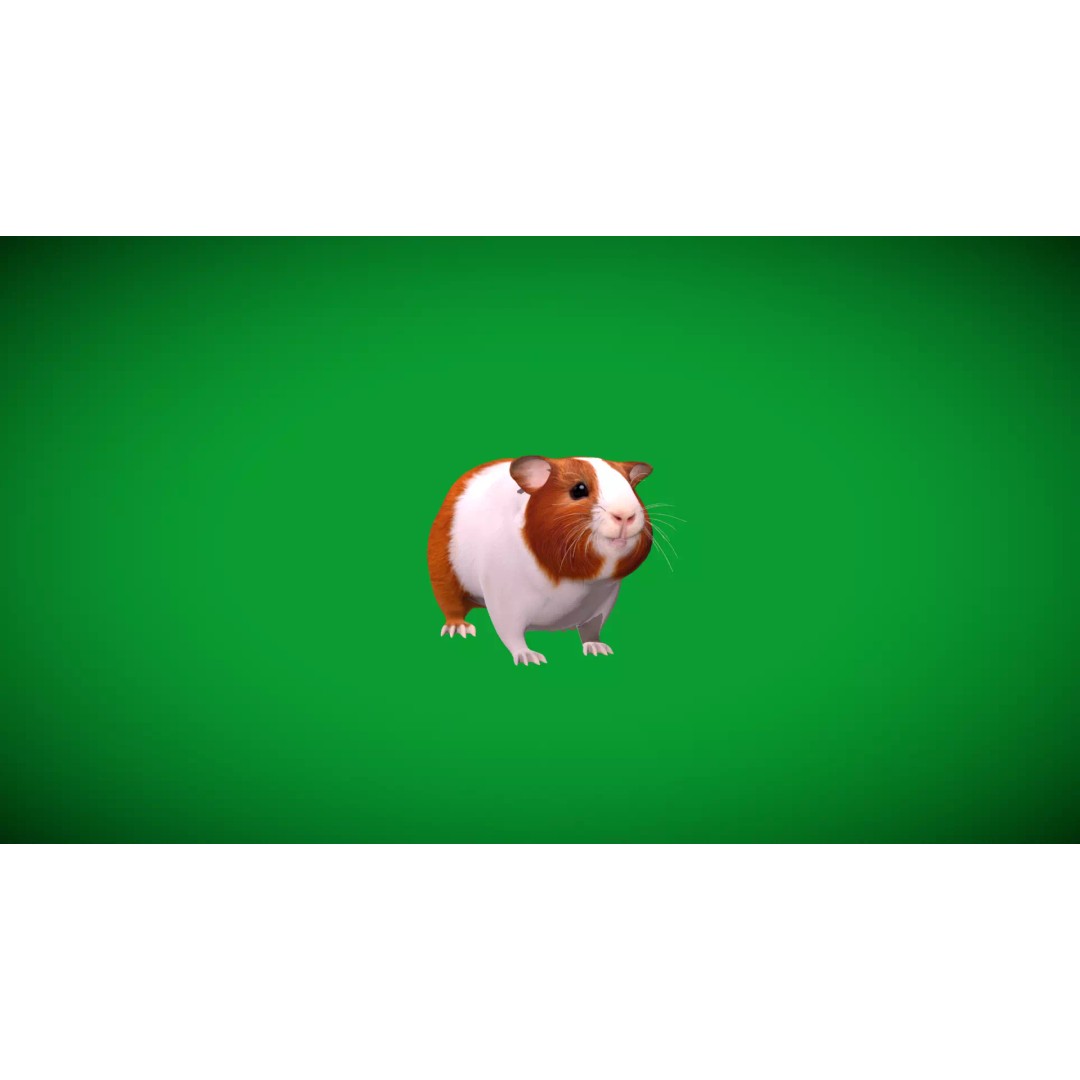 American Guinea Pig 3D Model – Low Poly Rigged Animal with Animations - View 39