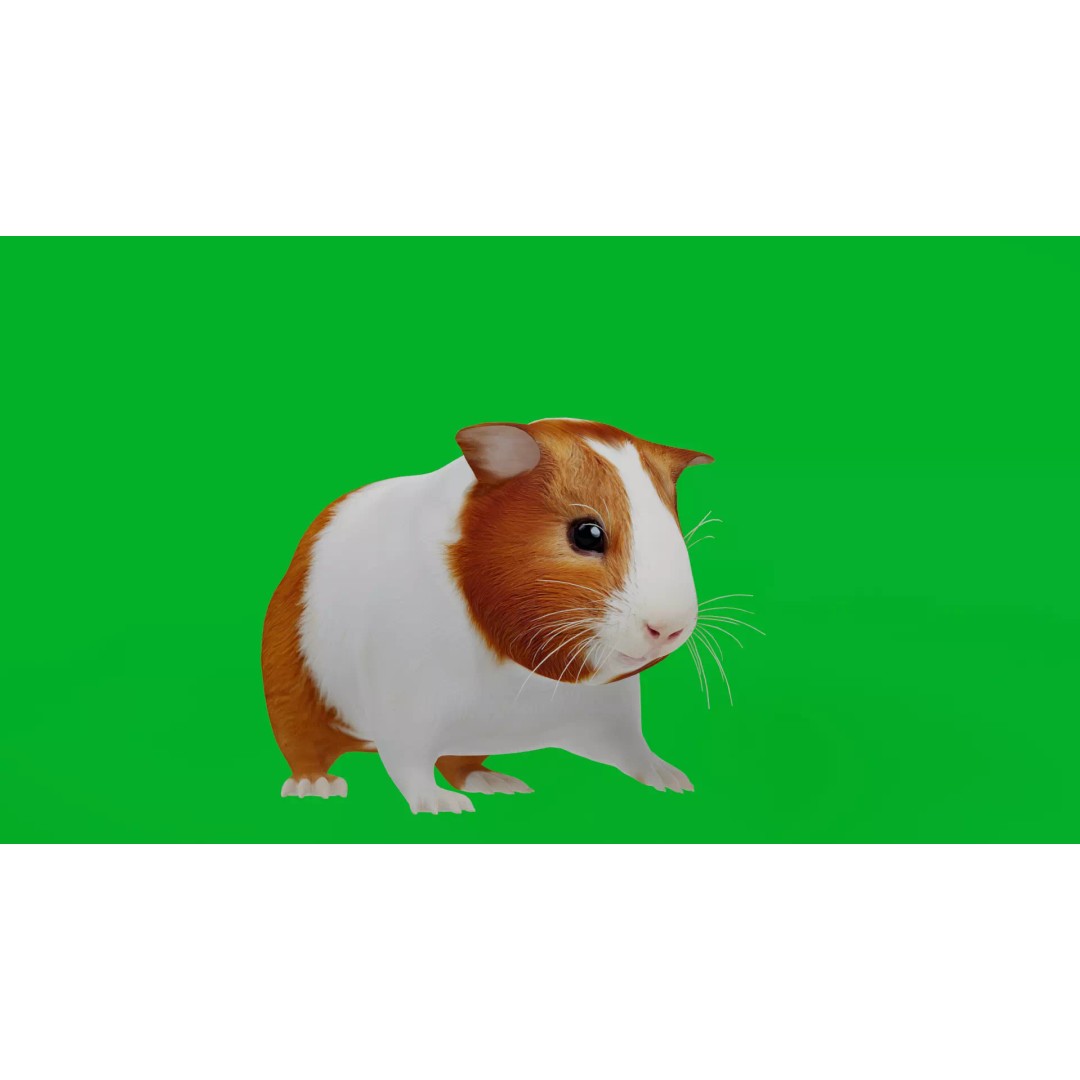American Guinea Pig 3D Model – Low Poly Rigged Animal with Animations - View 4