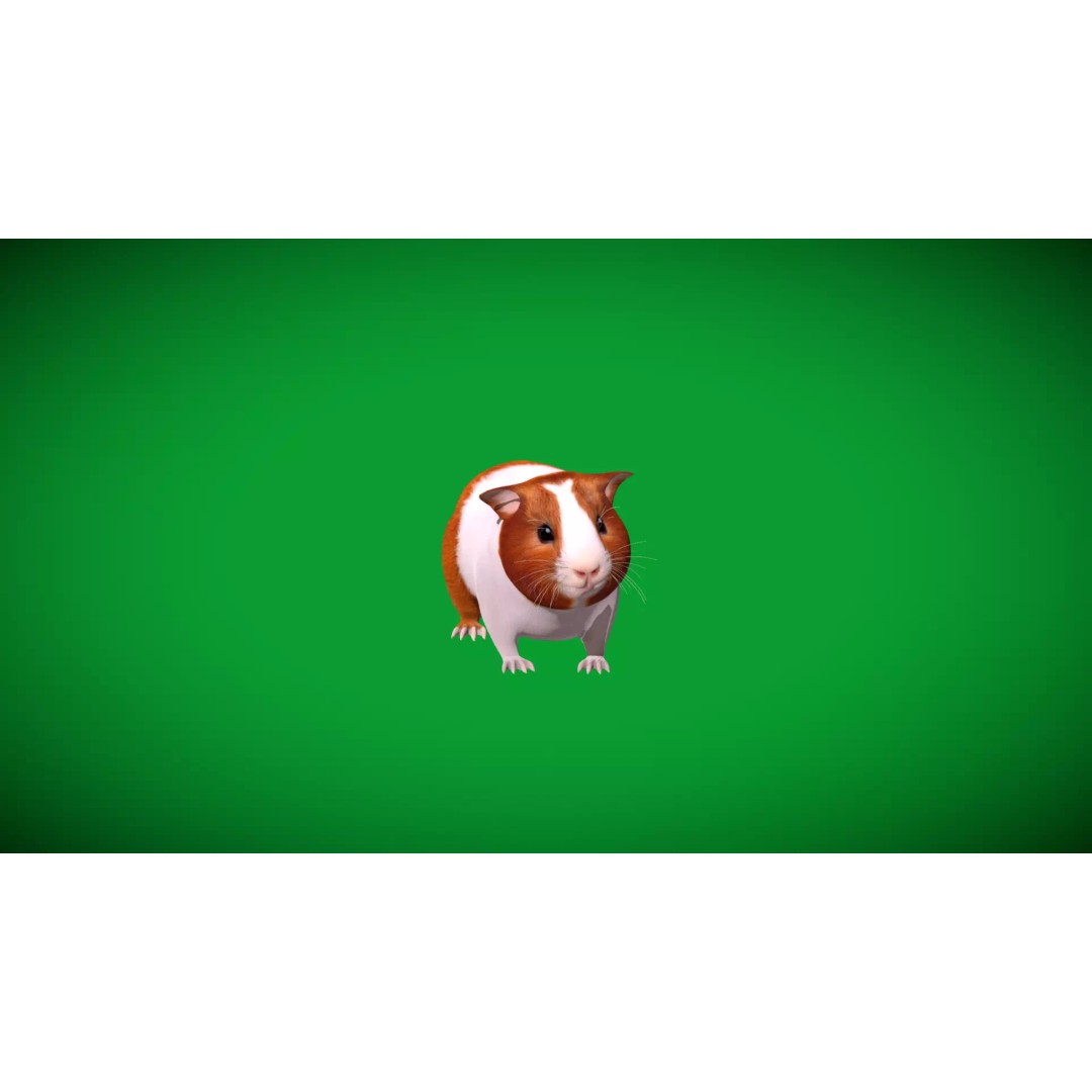 American Guinea Pig 3D Model – Low Poly Rigged Animal with Animations - View 41