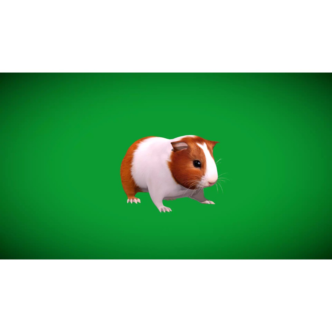 American Guinea Pig 3D Model – Low Poly Rigged Animal with Animations - View 42