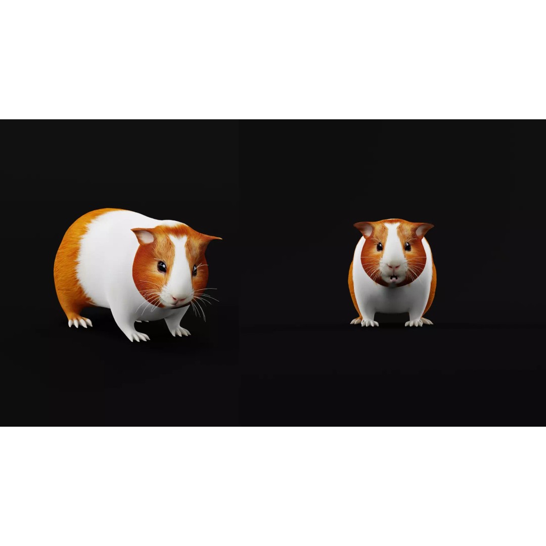 American Guinea Pig 3D Model – Low Poly Rigged Animal with Animations - View 43